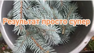 Простой способ размножения ели #ель