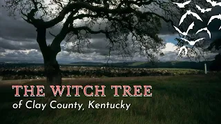 The Witch Tree of Clay County Kentucky #creepy #story #folklore #kentucky #witch