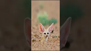 Fennec Foxes: The Adorable and Adaptive Dessert Dwellers