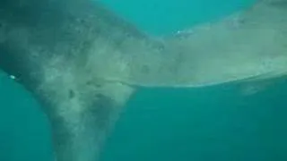 Manx Basking Sharks (2)