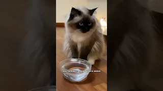 Почему кот пьет воду из унитаза 🙀🙀🙀