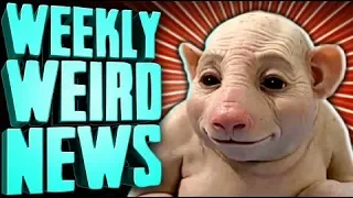 ETC Archive: Human Pig Hybrids are REAL - WWN