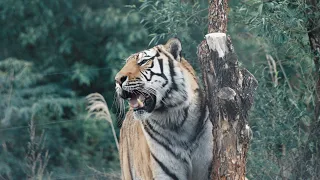 곰돌이 ? 리트리범 ?  호랑이 🐯  태범이 하루  💞 ( 백두대간 수목원 호랑이숲)