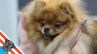 How to groom a puppy - Pomeranian spitz