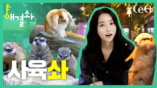 (ENG CC) [해결솨] 서울 홍대에서 만난 동물들? 1화 사육솨 I SOLUTION SUA, Zookeeper, 드림캐쳐, 수아 Dreamcatcher