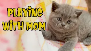 Mom Cat Disciplines a Naughty Baby Kitten 💖Cute Kittens Play and Leap Funny 🐾British Shorthair Cats😘