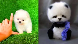 Tik Tok Chó Phốc Sóc Mini 😍 Funny and Cute Pomeranian #131