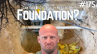 Are Tree Roots Really Damaging Foundations? - Foundation Repair Tip of the Day #175