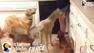 Tiniest Mini Horse Grows Up In A House Full Of Dogs | The Dodo Little But Fierce