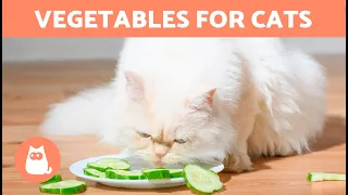 The BEST VEGETABLES for CATS 🐱🥕 Types and Benefits