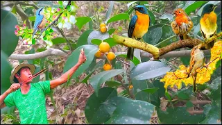 Hunting slingshot #38 - Shoot the little birds for lunch - How to cook wild birds for food || Thai S