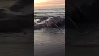 Hallan una ballena en las playas de Necochea