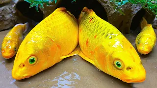 Stop Motion Cooking ASMR -Alligator Hunting Catfish Funny Mukbang Colorful Koi Fish Video Cuckoo