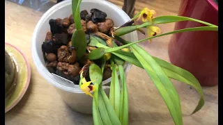 3 Easy to Propagate Orchids - A couple That aren't