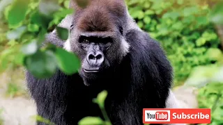 Laugh Out Loud with These Hilarious Animals - Funny Moments Caught on Camera!"