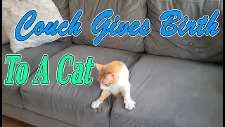 woooow...Couch Gives Birth To A Cat