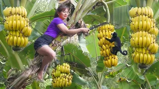 Harvesting Banana Goes To Market Sell - Take care of and plant more sugarcane | Nhất New Life