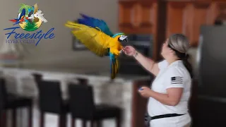 How to Tell When a Bird Is Not Ready to Fly Outside | Mia The Macaw