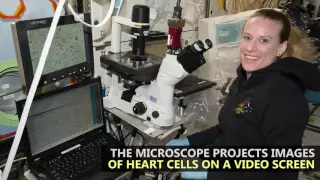 Exploring Heart Cells in Space