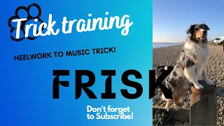 Frisk - Dog Trick Training! (Heelwork to music trick)