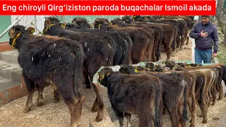 Qirg’iziston paroda buqachalari arzon narxlarda shoshiling.