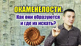 Окаменелости: как они образуются и где их искать? Введение в историю. Часть III