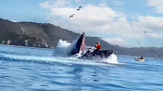 Man Gets Swallowed by a Humpback Whale, Then This Happens..