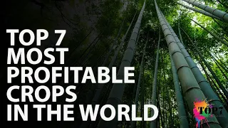Top 7 Most Profitable Crops In The World 4K