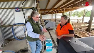 Bel Group testimonial on the CalfExpert automatic calf feeder