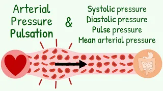 Systolic-Diastolic Pressure, Pulse Pressure, Mean Arterial Pressure & Transmission of Pressure Pulse