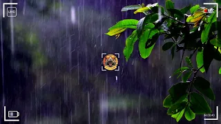 Kiss The Rain: The Most Relaxing Rain Sounds Meditation Video Clip For Deep Sleep And Stress Relief