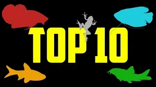 Top 10 Fish For 5 Gallon Aquariums