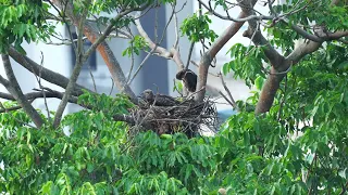 Singapore WB Sea Eagles - 26 Apr 2024 evening