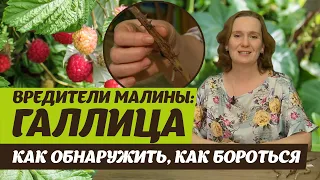 Вредители малины.  Галлица стеблевая и побеговая