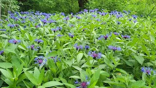 Chaber miękkowłosy (Centaurea mollis) zapomniane błękitne piękno spod górskich kapliczek