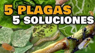 5 PLAGAS en las Plantas y sus INSECTICIDAS CASEROS | ELIMINA las Moscas Blancas, Pulgones, Orugas