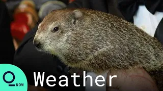 Punxsutawney Phil Predicts Six More Weeks of Winter on Groundhog Day 2021