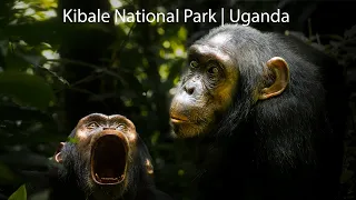 Kibale National Park | Primate Capital of the World | Uganda
