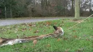 How to train an eagle to hunt foxes