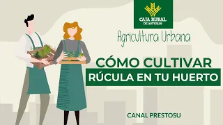 Canal Prestosu | Agricultura urbana: cómo cultivar rúcula en tu #huerto