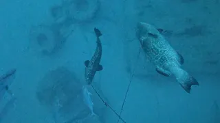 Black grouper barge commercial grouper spearfishing