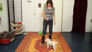 How to Teach Spin - Dog Training