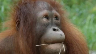 Save the orangutan