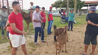 FEIRA DE CAPRINOS E OVINOS EM CRUZES-PE  06-05-2024  #nordeste