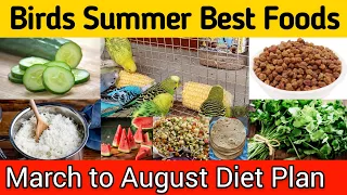 Budgies summer foods | March to August diet plan for all birds | Summer softfoods budgies parrots