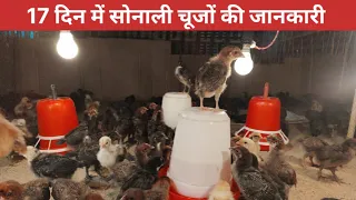 17 दिन में सोनाली चूजों की जानकारी।। day old chicks care।।Sonali Murgi Palan