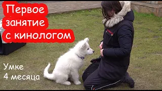 VLOG Начинаем воспитывать Умку. Готовимся к приходу гостей