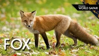 How Foxes Are Incredible Architects