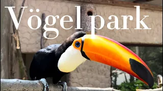 Vögel Park- уникальный парк с собранными со всего мира экзотическими птицами. Приятного просмотра 4к