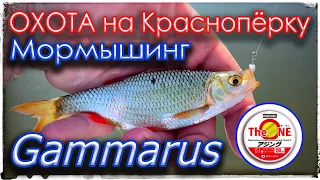 Охота на краснопёрку. Мормышинг. Gammarus. Duel The One Hardcore #0.1.